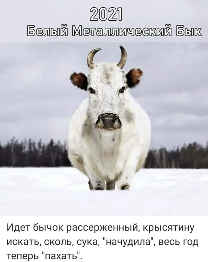 21 шгый ЁШ1Ш1ОЙ ЁЫБЗ _ мд Идет бычок рассерженный крысятину искать сколь сука начудила весь год теперь пахать