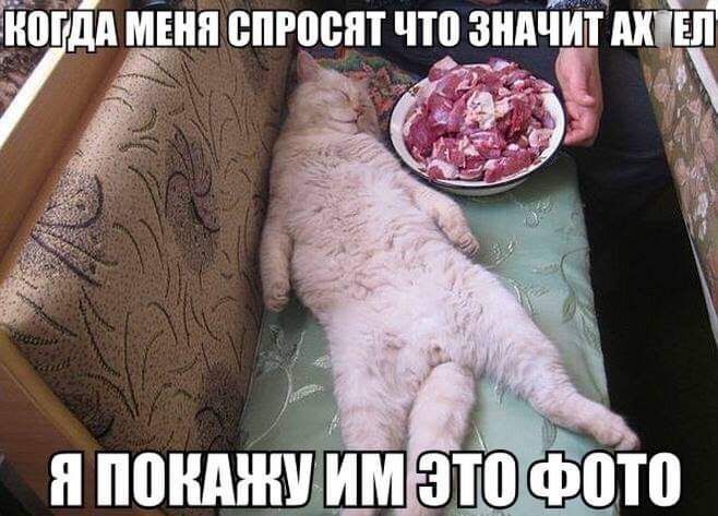 Ч щен ііізгдд мвнп спросит что зншійт Ё 7