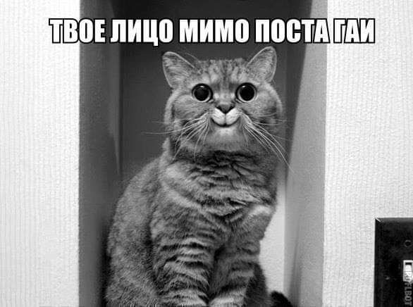 ТВПЕ ПИЦЧМИМП ПБЩШ ППШ