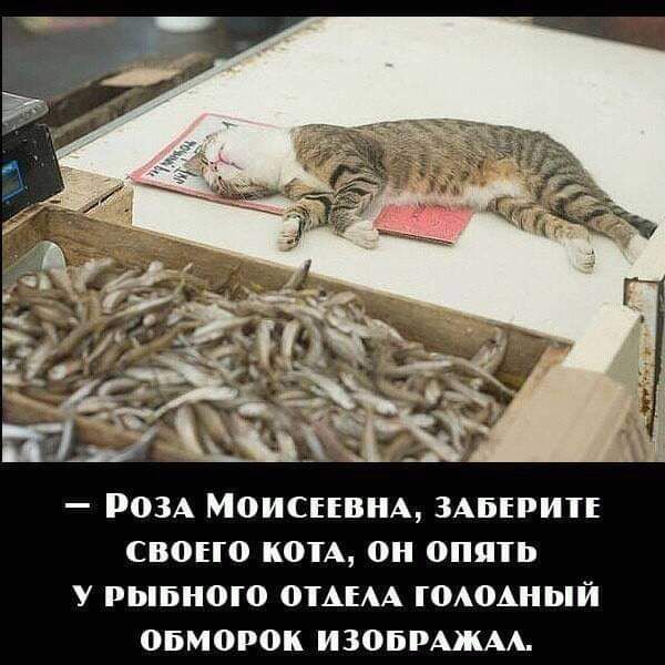 _ 003А М0ИСЕЕВНА ЗАВЕРИТЕ своно 0ТА 0Н 0ПЯЪ У РЫБН010 0ТАЕАА Г0А0АНЫЙ 05М0Р0К изопрмкАА