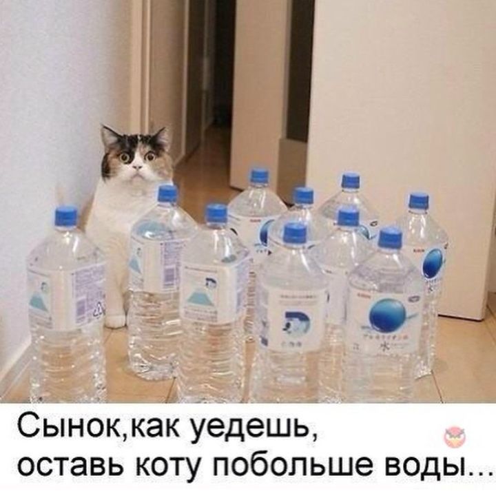 ч Сыноккак уедешь оставь коту побольше воды