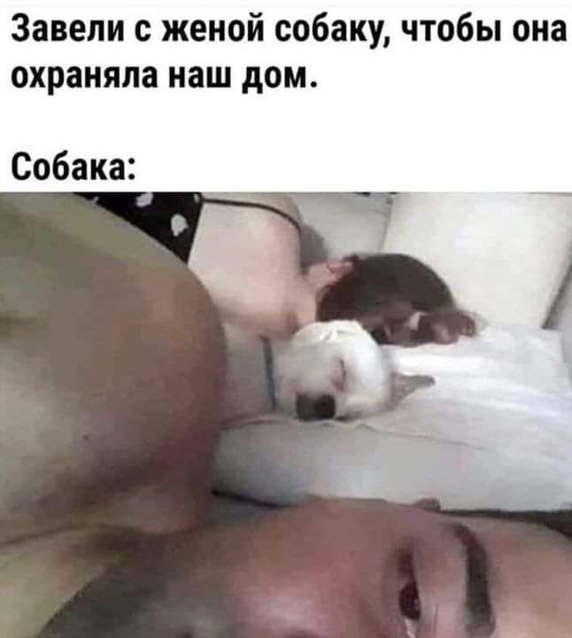 Заведи с женой собаку чтобы она охраняла наш дом Собака