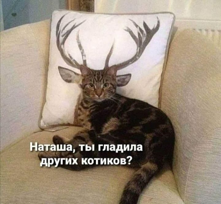 __ ша ты гладила ругих котиков