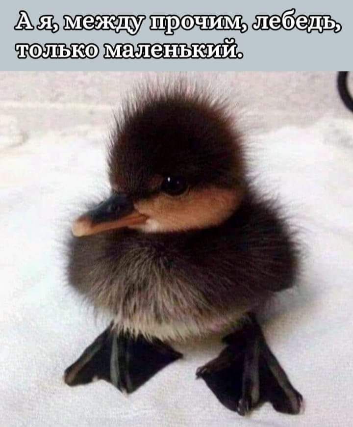 прэчим лебедь толька маленький