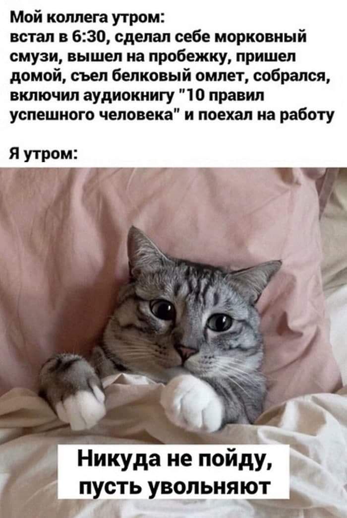 Мой коллега утром встал в 630 сделал себе морковный смузи вышел на пробежку пришел домой съел белковый омлет собрался включил аудиокнигу 10 правил успешного человека и поехал на работу Я утром Никуда не пойдут ПУСТЬ УВОЛЬНЯЮТ