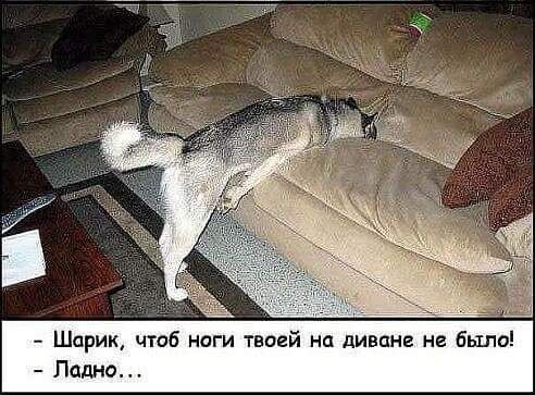 Шарик чтоб ноги твоеи на диване не было Ладно