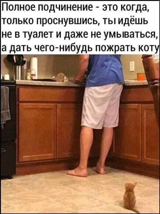 Полное подчинение это когда только проснувшись ты идёшь не в туалет и даже не умываться а дать чего нибудь пожрать коту