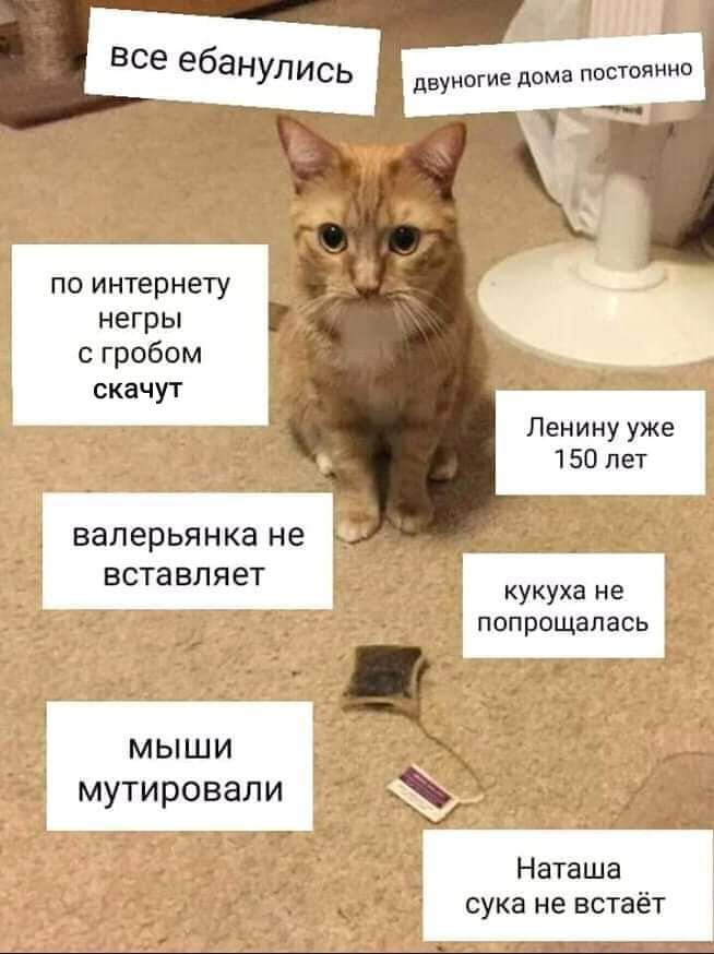 ВСЕ ебаНУЛИСЬ двуногие дома ПОСТОЯННО по интернету негры с гробом скачут _ Ленину уже 150 пет валерьянка не __ ВСТЗВПЯЭТ Кукуха не 7 7 попрощалась Г _ мыши м ти овали _ _ у 7 р _а Наташа сука не встаёт ь