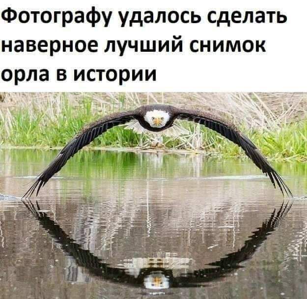 Фотографу удалось сделать наверное лучший снимок орла в истории
