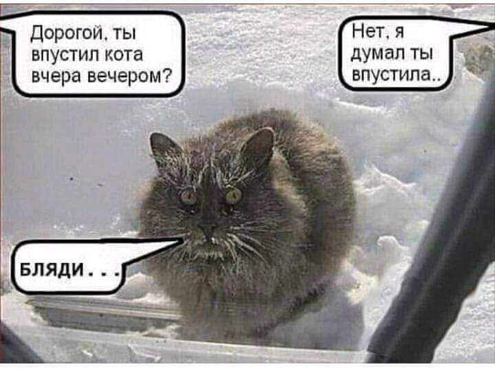 Нет я думал ты впустила Дорогои ты ВПУСТИП кота вчера вечером