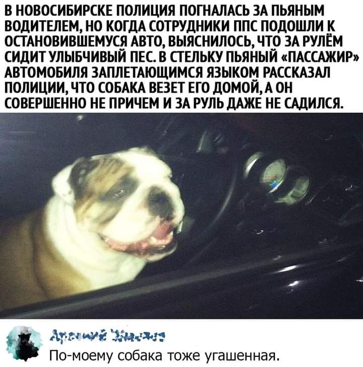 В НОВОСИБИРСКЕ ПОЛИЦИЯ ПОГНАЛАСЬ ЗА ПЬЯНЫМ ВОДИТЕЛЕМ НО КОГДА СОТРУДНИКИ ППС ПОДОШЛИ К ОСТАНОВИВШЕМУСЯ АВТО ВЫЯСНИЛОСЬ ЧТО ЗА РУЛЕМ СИДИТ УЛЫБЧИВЫЙ ПЕС В СТ ЕЛЬКУ ПЬЯНЫЙ ПАССАЖИР АВТОМОБИЛЯ ЗАПЛЕТАЮЩИМСЯ ЯЗЫКОМ РАССКАЗАЛ ПОЛИЦИИ ЧТО СОБАКА ВЕЗЕТ ЕГО домой А ОН СОВЕРШЕННО НЕ ПРИЧЕМ И ЗА РУЛЬ дАЖЕ НЕ САДИЛСЯ Помоему собака оже угашенная