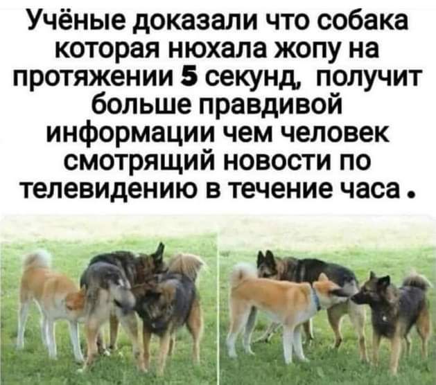 Учёные доказали что собака которая нюхала жопу на протяжении 5 секунд получит больше правдивой информации чем человек смотрящий новости по телевидению в течение часа
