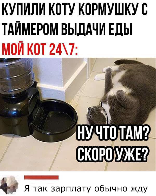 КУПИЛИ КОТУ КПРМУШКУВ ТАЙМЕРОМ ВЫДАЧИ ЕДЫ Я так зарплату обычно жду