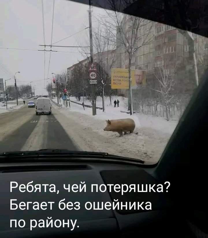 Ребята чей потеряшка Бегает без ошейника по району