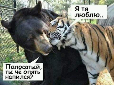 Пол9сатый ты че опять напился