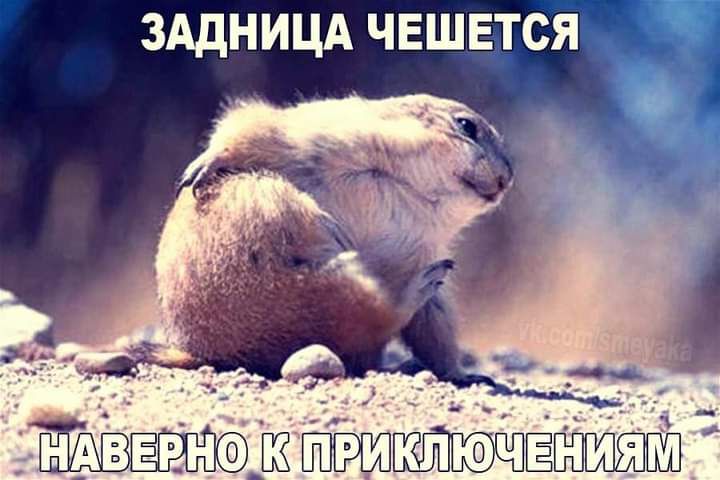 ЗАДНИЦА чвшвтся Т