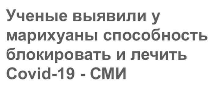 Ученые ВЬЯВИЛИ у марихуаны СПОСОБНОСТЬ блокировать и лечить Сочи 19 СМИ