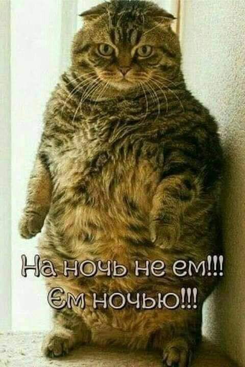 ночь не ем 984 ночью