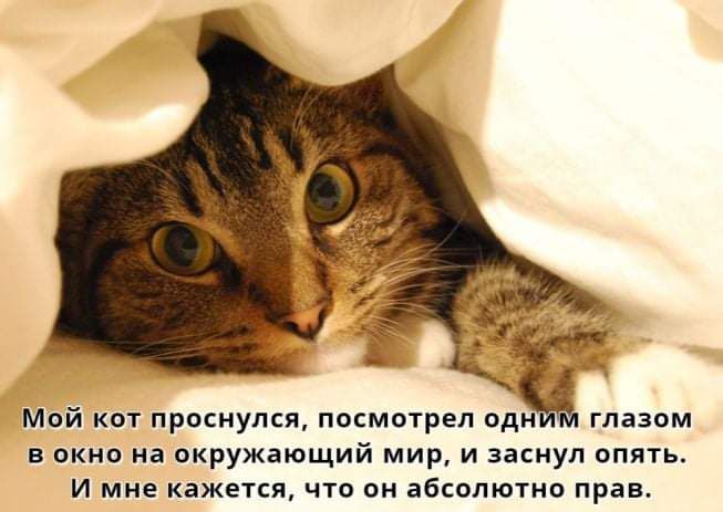 Мой кот проснулся посмотрел одн глазом в окно на окружающий мир и заснул опять И МНЕ КдЖЕТСЯ ЧТО ОН дбСОПЮТНО прав