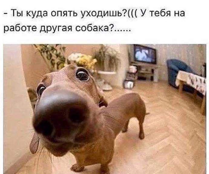 Ты куда опять уходишь У тебя на работе другая собака