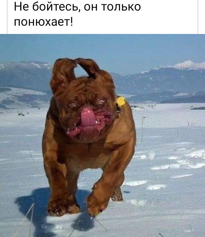 Не бойтесь он только понюхает