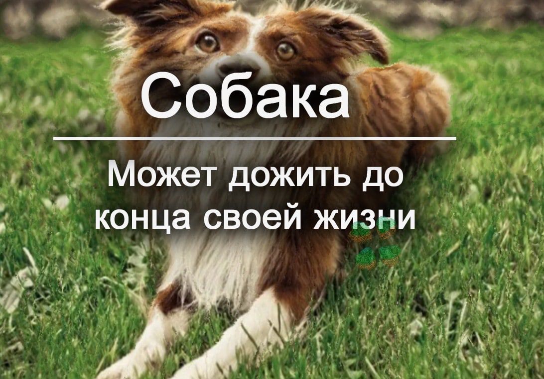 Может дожить до _ _ конца своей жизни ъ