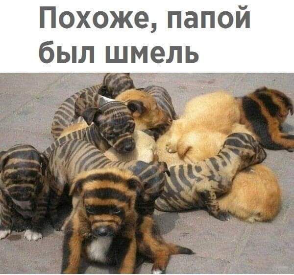 Похоже папой был ш ель