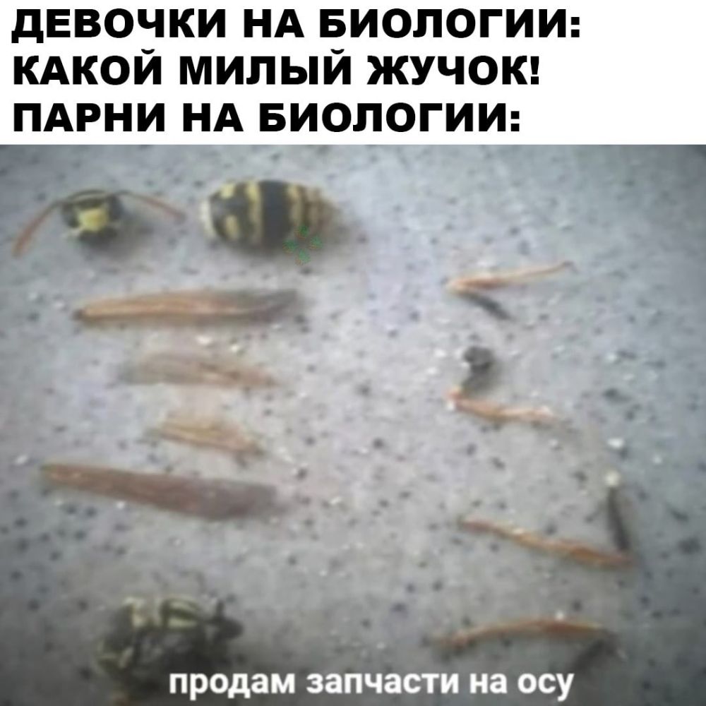 девочки НА БИОЛОГИИ КАКОЙ милый жучок ПАРНИ НА БИОЛОГИИ Бо продам запЧасти на ОСУ