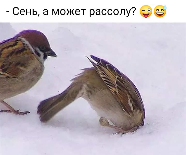 Сень а может рассолу