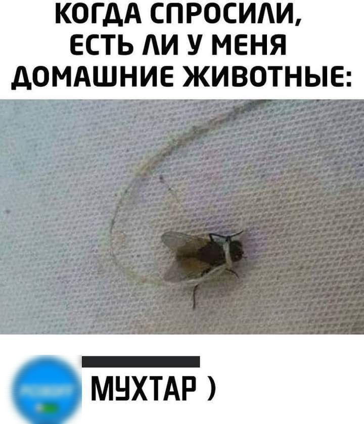 КОГДА СПРОСИИ ЕСТЬ АИ У МЕНЯ дОМАШНИЕ ЖИВОТНЫЕ