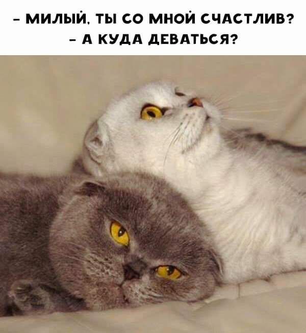 милый ты со мной счдстлии А кудд дввдтьсяг