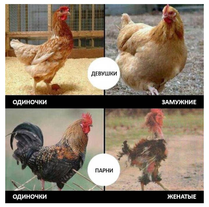 иш ОДИНОЧКИ ЖЕНАТЫЕ