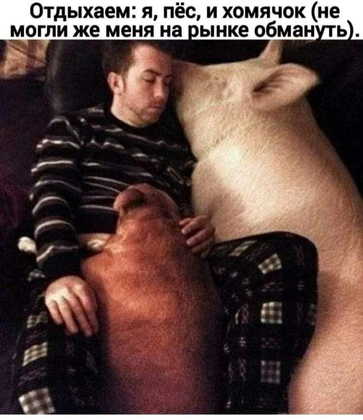 Отдыхаем я пёс и хомячок не могли же меня на вынке обман ь
