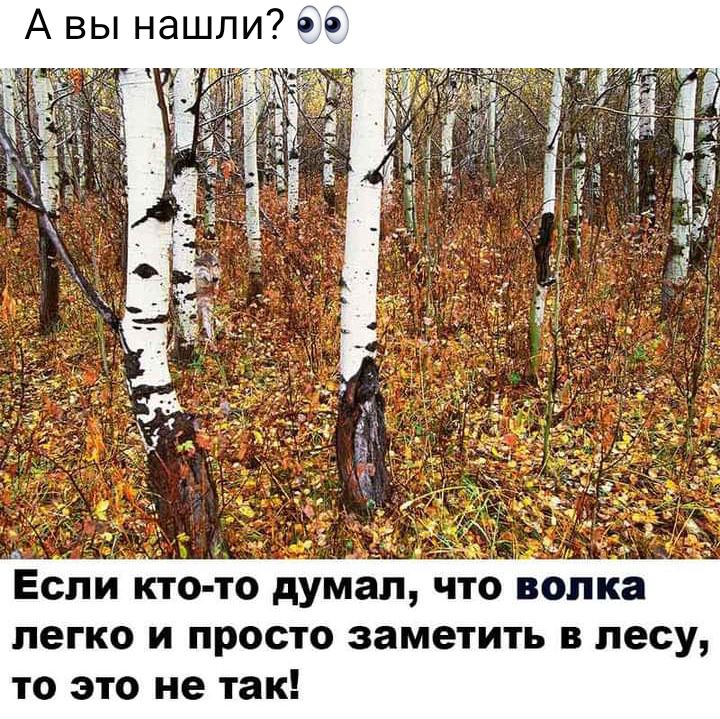 А вы нашли 6 6 Если кто то думал что волка легко и просто заметить в лесу то это не так