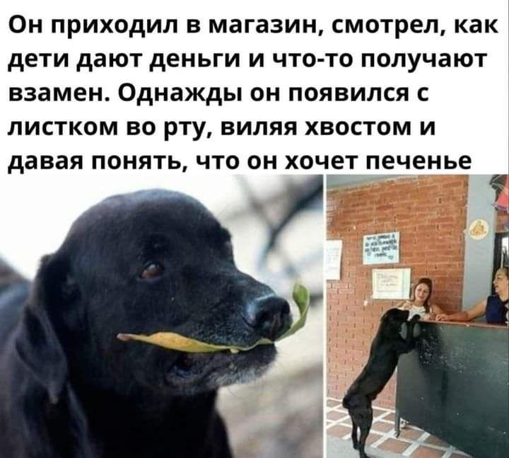 ОН ПРИХОдИЛ В МЗГЗЗИН СМОТРЕЛ как дЕТИ дают деньги И ЧТО ТО получают взамен однажды ОН ПОЯВИЛСЯ С ЛИСТКОМ ВО рту ВИЛЯЯ ХВОСТОМ И давая ПОНЯТЬ ЧТО ОН хочет печенье