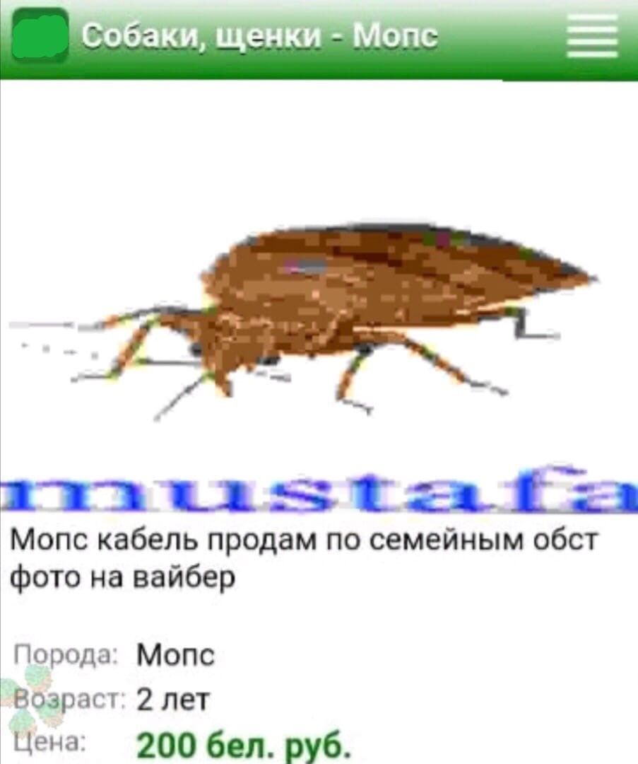 о аки щенки опс т цзсаогіЁ а Мопс кабель продам по семейным обст фото на вайбер Порода Мопс Возраст 2 лет Цена 200 бол руб
