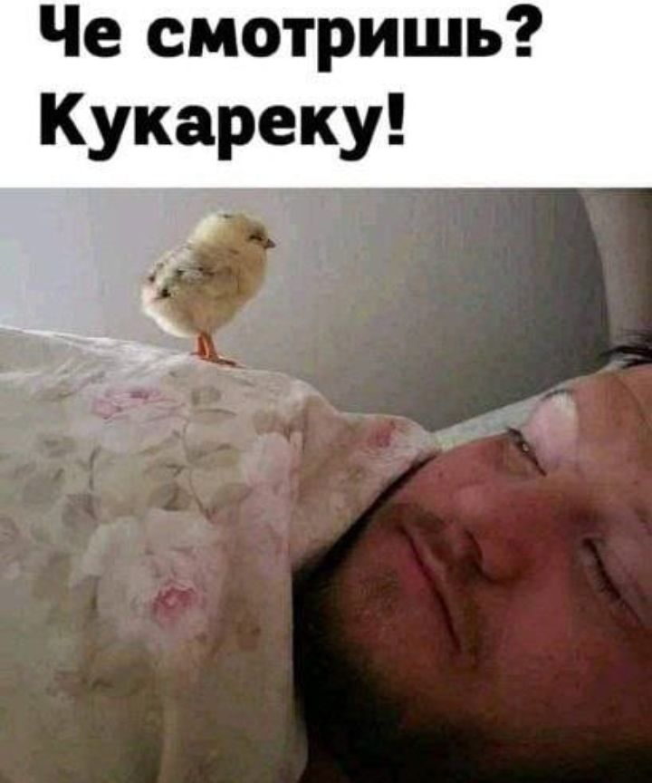 Че смотришь Кукареку