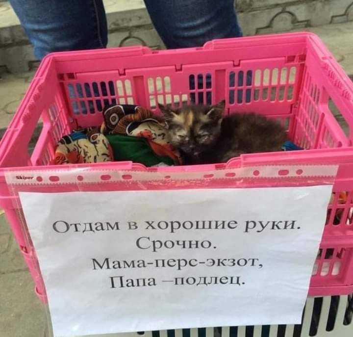 Отдам в хорошие руки А Срочно Мама1юрсчкзот Папа подлец