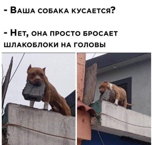 ВАША СОБАКА кусдвтся НЕТ ОНА ПРОСТО БРОСАЕТ ШЛАКОБЛОКИ НА ГОЛОВЫ