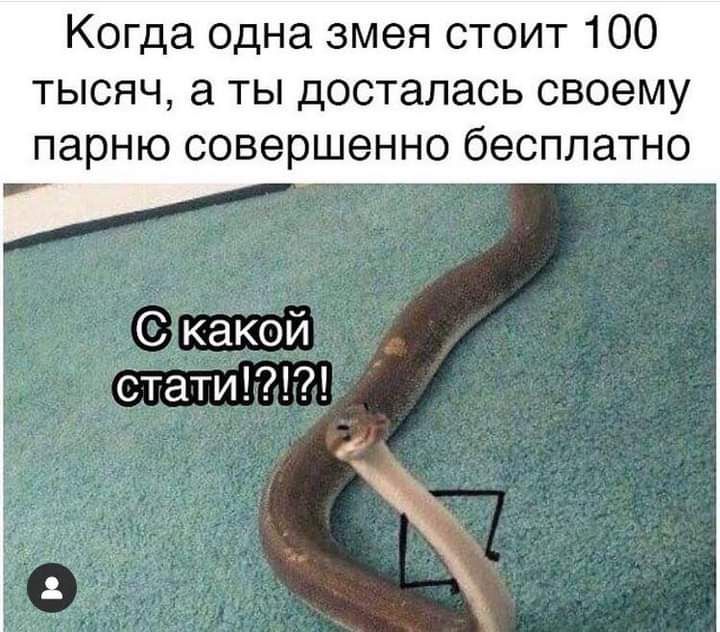 Когда одна змея стоит 100 тысяч а ты досталась своему парню совершенно бесплатно