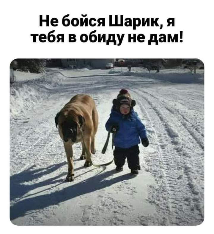 Не бойся Шарик я тебя в обиду не дам