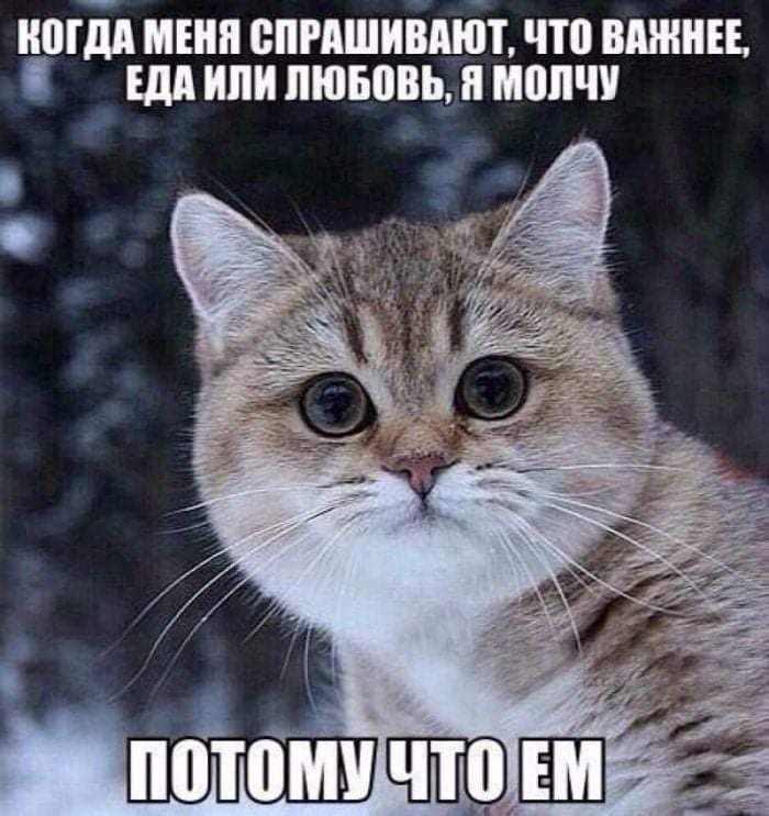 ногдл шип спмшиішбт что вишни или или пювпвь п молчи