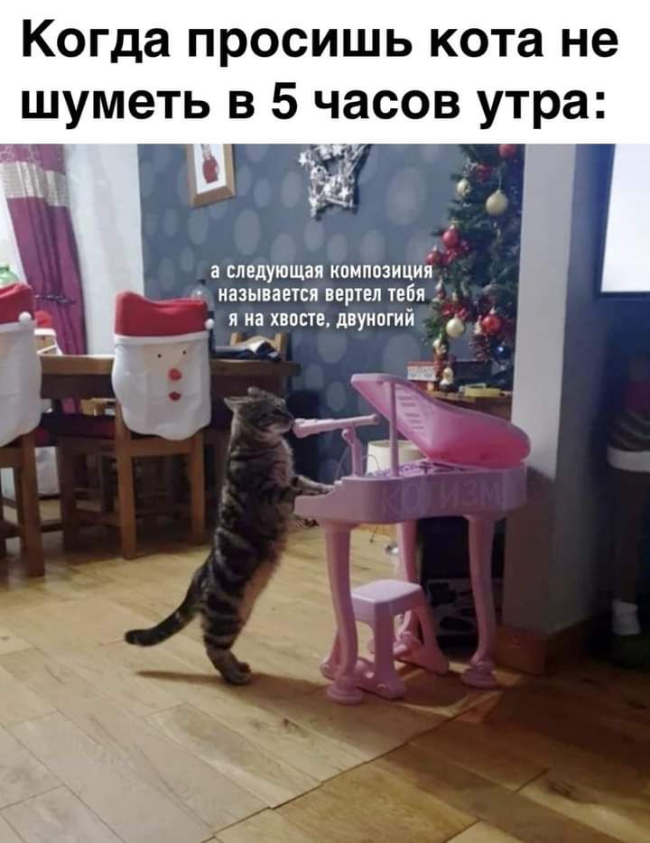 Когда просишь кота не шуметь в 5 часов утра ЕМО а следующая композиция называется ВЕШЕЛ ТЕБЯ я на ХВОСТЕ дВУИОГИЙ _