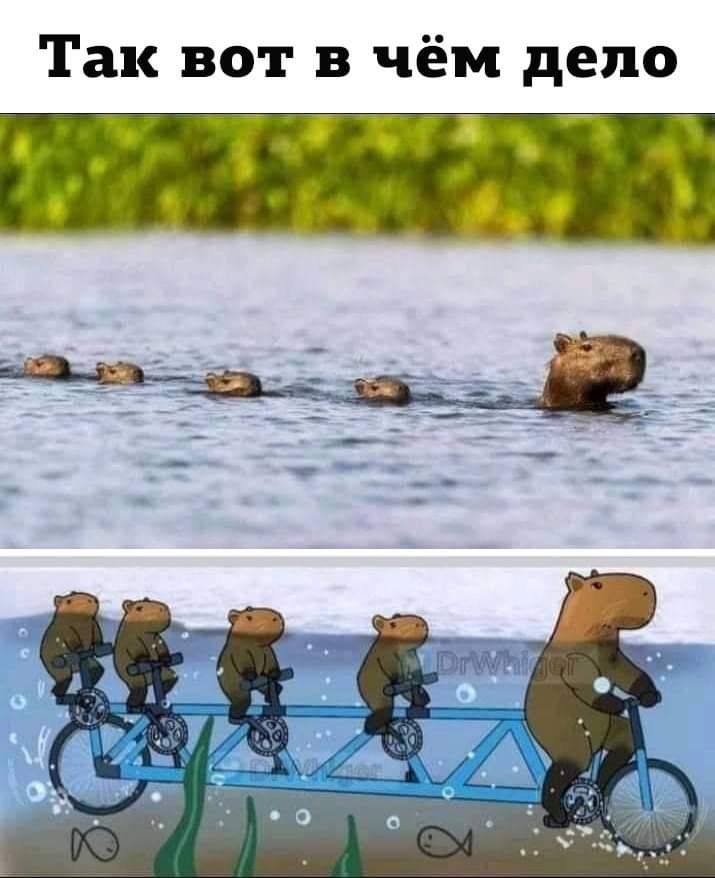 Так вот в чём дело