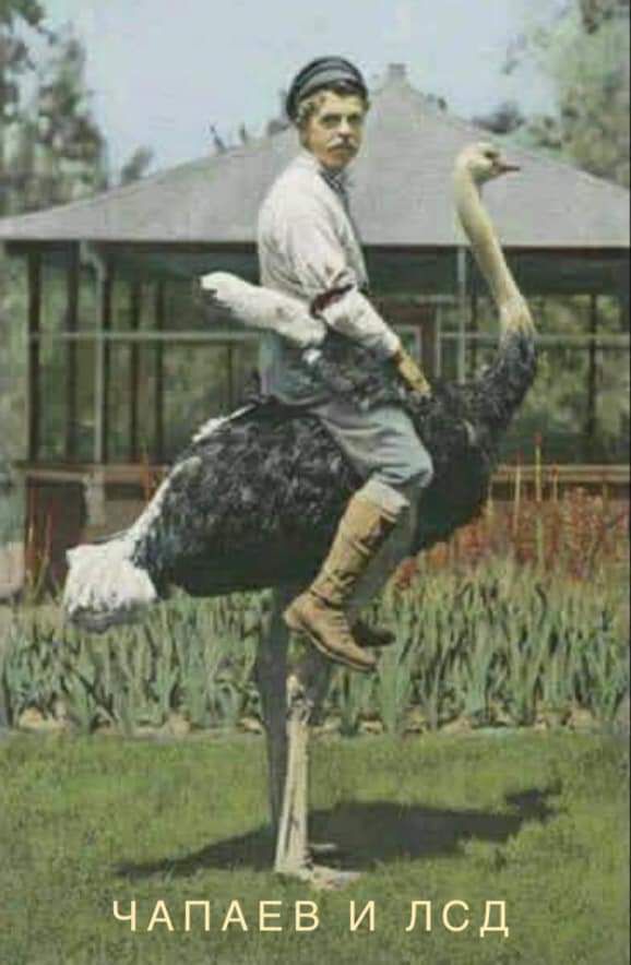 ЧАПАЕВ И ЛСД