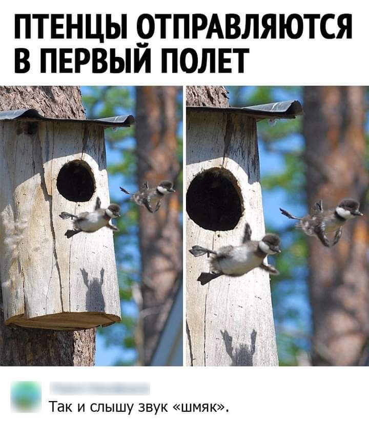 ПТЕНЦЫ ОТПРАВЛЯЮТСЯ В ПЕРВЫЙ ПОЛЕТ Так и слышу звук шмяк