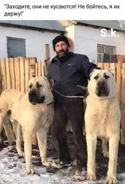 Заходите они не кусается Не бойтесь я их держу