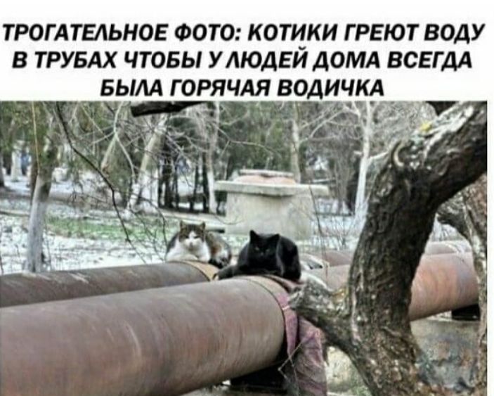 ТРОГАТЕАЬНОЕ ФОТО КОТЧКИ Г РЕЮТ ВОДУ В ТРУБАХ ЧТОБЫ У АЮДЕИ ДОМА ВСЕГДА БЫЛА ГОРЯЧАЯ ВОДИЧКА
