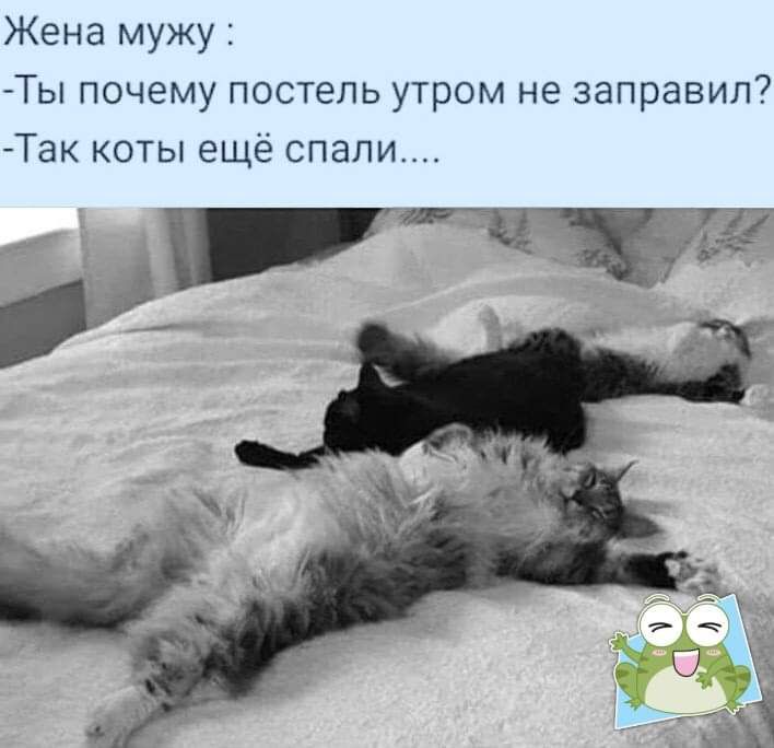 Жена мужу Ты почему постель утром не заправил Так коты ещё спали