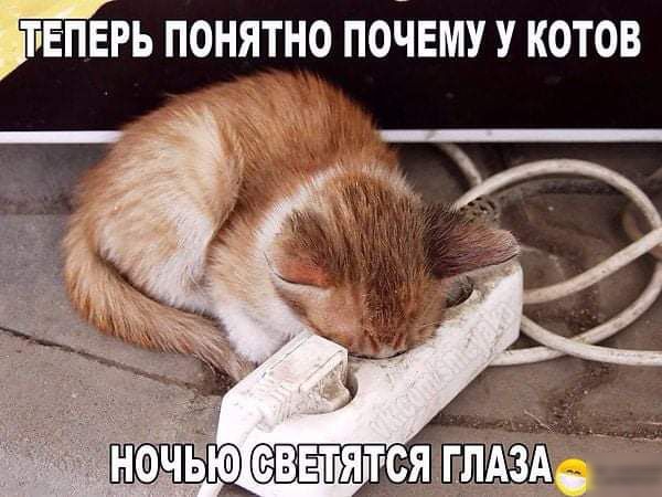 ЪЕПЕРЬ ПОНЯТНО ПОЧЕМУ У КОТОВ НОЧЬЮ СВЕТЯТСЯ